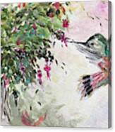 Hummingbird With Fuchsias Canvas Print