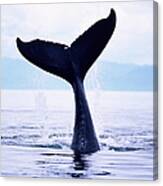 Humpback Whale Megaptera Novaeangliae #1 Canvas Print