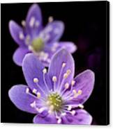 1 Inch Wide Lavender Blue Purple Hepatica Wildflower In Spring Flooded Area Under Deciduous Trees Canvas Print