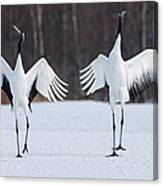Japanese Cranes Standing Upright #1 Canvas Print