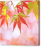 Japanese Maple Tree In Autumn #1 Canvas Print