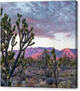 Joshua Trees And Little San Bernardino Mountains, Joshua Tree National Park, California #1 Canvas Print