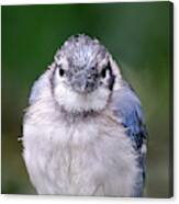 Juvenile Blue Jay #1 Canvas Print