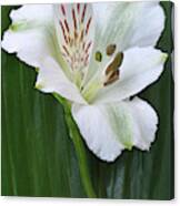 Lily Of The Incas #1 Canvas Print