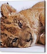 Lion Cub Panthera Leo Lying On Side #1 Canvas Print