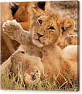 Lion Cubs Wrestle On Masai Mara, Kenya #1 Canvas Print