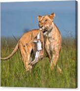 Lioness With Prey #1 Canvas Print