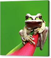 Masked Tree Frog #1 Canvas Print