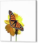 Monarch Butterfly #2 Canvas Print