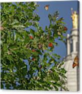 Monarchs Migrating Through Madison Canvas Print