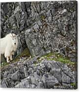Mountain Goat, Glacier Bay National #1 Canvas Print