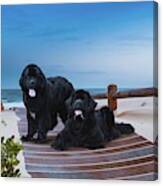 Newfies, Magnificent Water Dogs #1 Canvas Print