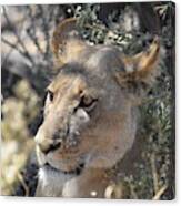 Okavango Lioness #1 Canvas Print