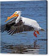 Pelican Taking Off #1 Canvas Print
