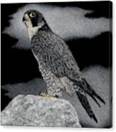 Peregrine Falcon #1 Canvas Print