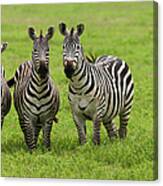 Plains Zebras, Ngorongoro Conservation #1 Canvas Print