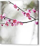 Plum Blossoms #1 Canvas Print