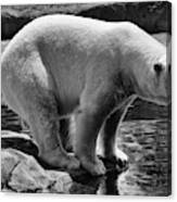 Polar Bear #1 Canvas Print