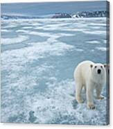 Polar Bear, Nordaustlandet, Svalbard #1 Canvas Print