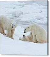 Polar Bears In The Wild. A Powerful #1 Canvas Print
