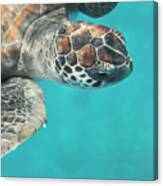 Portrait Of Green Turtle Underwater #1 Canvas Print