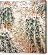 Prickly Protection #1 Canvas Print