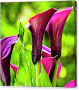 Purple Calla Lily Flower Canvas Print