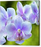 Purple Orchid Flowers #1 Canvas Print