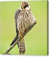 Red-footed Falcon #1 Canvas Print