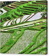 Rice Terrace In Bali #1 Canvas Print