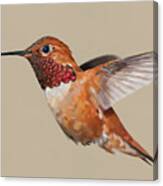 Rufus Hummingbird #1 Canvas Print