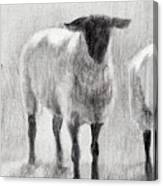 Rustic Sheep Ii #1 Canvas Print