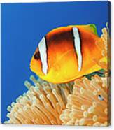 Sea Life - Anemone  Clownfish #1 Canvas Print