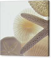 Seashells And Starfish #1 Canvas Print