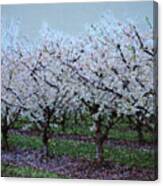 Springtime In The Cherry Orchard #1 Canvas Print