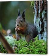 Squirrel #3 Canvas Print