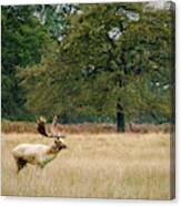 Stag #1 Canvas Print