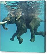 Swimming Elephant Canvas Print
