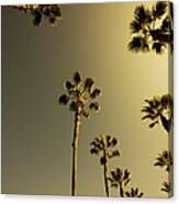 Tall Palm Trees In Beverly Hills Los #1 Canvas Print