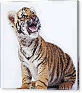 Tiger Cub Panthera Tigris Against White #1 Canvas Print