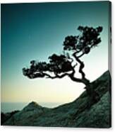 Tree And Sea At Sunset Crimea Canvas Print