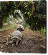 Volcan Alcedo Giant Tortoises #1 Canvas Print