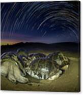 Volcan Alcedo Tortoises And Star Trails Canvas Print
