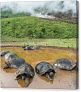Volcan Alcedo Tortoises In Wallow Canvas Print