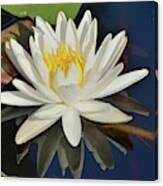 White Water Lily #1 Canvas Print