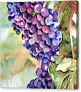 Wine On The Vine #1 Canvas Print