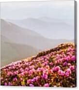 Rhododendron Flowers Covered Mountains #11 Canvas Print