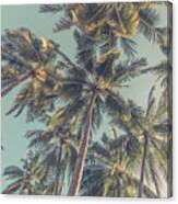 Tropical Trees Background Concept. Palm #15 Canvas Print
