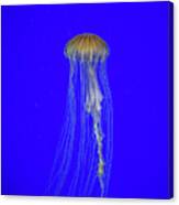 Japanese Jellyfish #17 Canvas Print