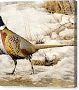Ring Necked Pheasant #17 Canvas Print